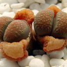 15 SEEDS Lithops Villetii Deboeri (Rare exotic living stones succulent seed)