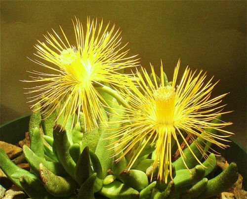 100 SEEDS HEREROA INCURVA (Rare mesemb rock exotic ice plant succulent cacti seed)