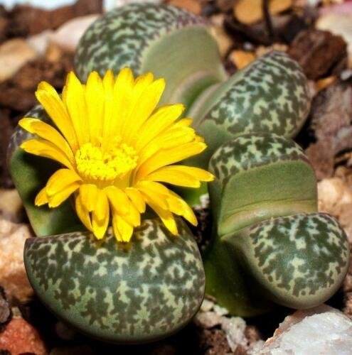 100 SEEDS Lithops Naureeniae (Rare mesembs exotic succulent living stones cactus)