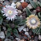 15 SEEDS Nananthus Vittatus (Rare living stone cacti mesembs rock plant ice seed) 15 SEEDS Nananthus Vittatus (Rare living stone cacti mesembs rock plant ice seed)