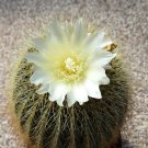 15 SEEDS Eriocactus Amplicostatus (Rare parodia schumanniana claviceps notocactus)