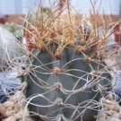 100 Seeds Astrophytum Senile Aureum (Rare cacti cultivar japan hybrid cactus seed)