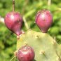 20 SEEDS OPUNTIA STRICTA (Erect prickly pear nopal edible cactus nopalea seed)