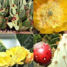 150 SEEDS Opuntia Engelmannii Linguiformis (Exotic Angel's Wing Cactus rare seed) 150 SEEDS Opuntia Engelmannii Linguiformis (Exotic Angel's Wing Cactus rare seed)