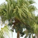 50 Seeds Livistona Chinensis (Exotic rare chinese fan palm tree palms seed)