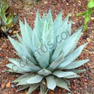 100 SEEDS RARE AGAVE PARRYI COUSEI (Hardy exotic succulent aloe seed)