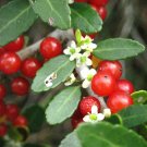 15 Seeds Ilex cassine- DAHOON HOLLY (Florida native wild tree bonsai shrub seed)