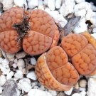 15 SEEDS Lithops Hookeri LUTEA (Rare living stones exotic mesembs live rocks seed)
