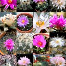 10 SEEDS EXOTIC ARIOCARPUS VARIETY MIX (Living rock stone plant cactus seed cacti) 10 SEEDS EXOTIC ARIOCARPUS VARIETY MIX (Living rock stone plant cactus seed cacti)
