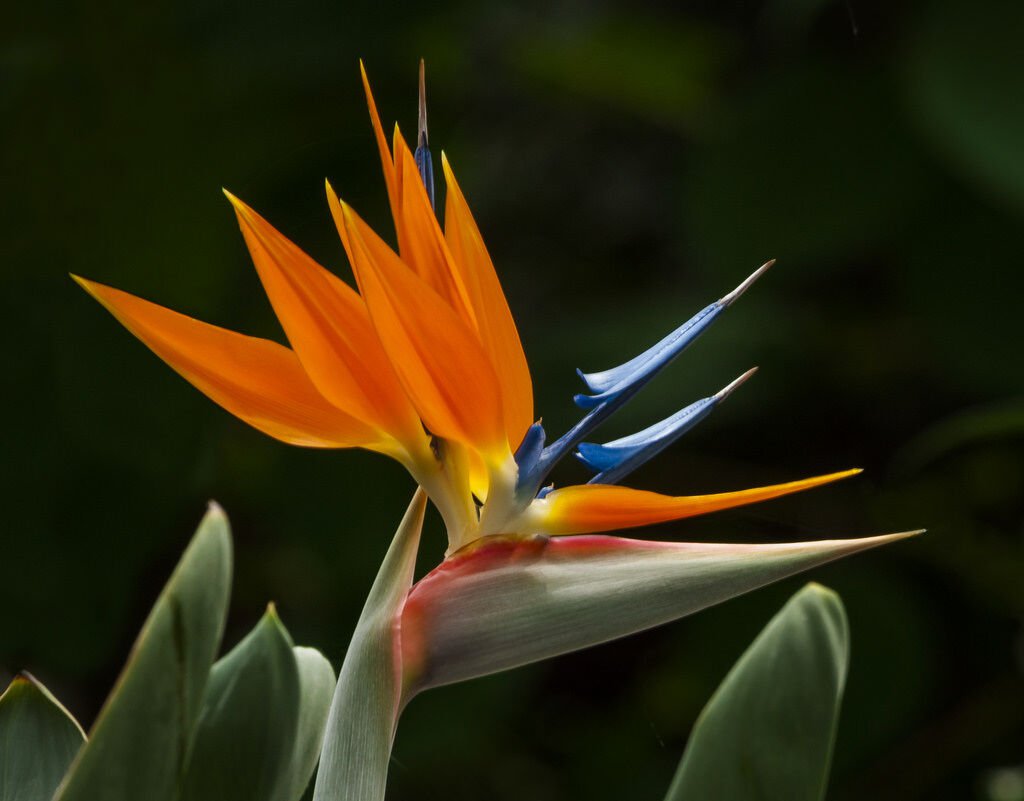 100 SEEDS CRANE FLOWER PLANT (Strelitzia Reginae flowering Bird of ...