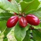 15 SEEDS MIRACLE FRUIT (Synsepalum dulcificum rare tropical exotic berry edible)