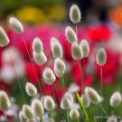 15 SEEDS EXOTIC LAGURUS OVATUS (Bunny tails hare's tail grass flowering seed) 15 SEEDS EXOTIC LAGURUS OVATUS (Bunny tails hare's tail grass flowering seed)