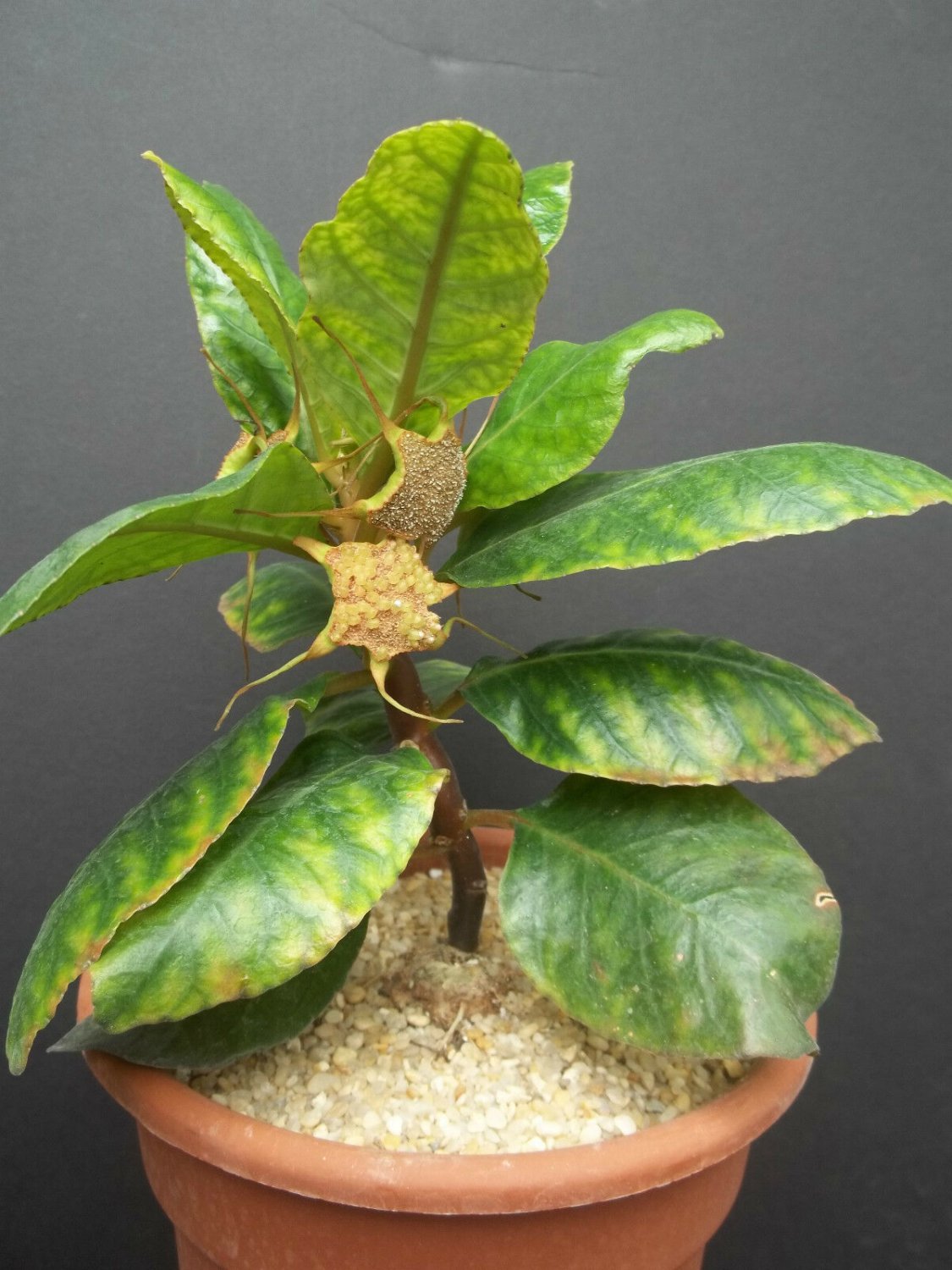 25 SEEDS DORSTENIA CUSPIDATA (Rare caudex exotic africa caudiciform bonsai seed)