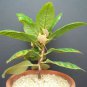25 SEEDS DORSTENIA CUSPIDATA (Rare caudex exotic africa caudiciform bonsai seed)