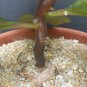 25 SEEDS DORSTENIA CUSPIDATA (Rare caudex exotic africa caudiciform bonsai seed)