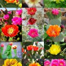 20 SEEDS FLOWERING OPUNTIA CACTUS MIX (Rare prickly pear cacti desert tuna seed) 20 SEEDS FLOWERING OPUNTIA CACTUS MIX (Rare prickly pear cacti desert tuna seed)