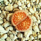 30 SEEDS LITHOPS JULIIFULLERI (Living stones exotic rock ice plant rare seed)