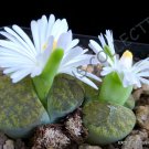 50 SEEDS RARE LITHOPS LESLIEI ALBINICA (Living stone rock cactus cacti seed)