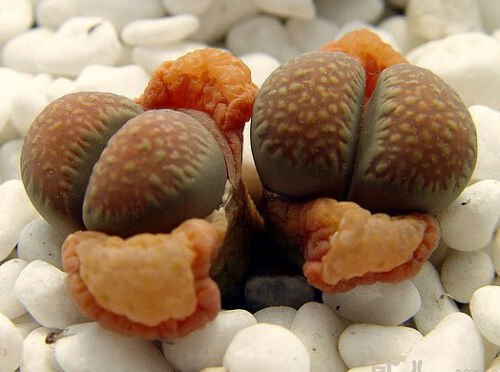 30 SEEDS Lithops Villetii Deboeri (Rare exotic living stones succulent seed)
