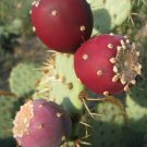 50 SEEDS Opuntia Ficus Indica Nopal Edible (Cactus nopalea juice nopalina seed)