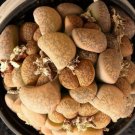 50 SEEDS Lithops Lesliei Minor Witblom (Rare living stone rock exotic mesemb seed)