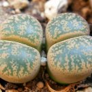15 SEEDS Lithops Lesliei Minor (Living stone rock stone cactus cacti seed)