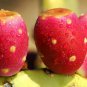 100 SEEDS NOPAL RED FRUIT (Nopalina nopalea exotic edible cactus sweet juice seed)