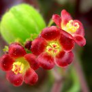 100 SEEDS Bellyache Bush (JATROPHA GOSSYPIFOLIA rare carnivorous succulents seed)