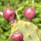 100 SEEDS OPUNTIA STRICTA (Erect prickly pear nopal edible cactus nopalea seed)