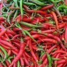 100 SEEDS Cayanne Pepper Hot Finger (Chilli mild aji mexican aji picante seed) 100 SEEDS Cayanne Pepper Hot Finger (Chilli mild aji mexican aji picante seed)