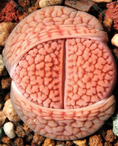 100 SEEDS RARE LITHOPS HOOKERI VERMICULATE FORM (Living stones exotic mesemb)
