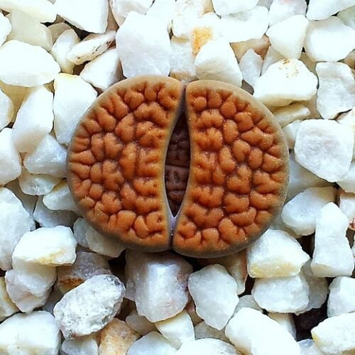 30 SEEDS Lithops Hookeri Vermiculate Form (Rare living stones exotic mesembs)