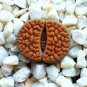 30 SEEDS Lithops Hookeri Vermiculate Form (Rare living stones exotic mesembs)