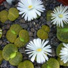 50 SEEDS Lithops Lesliei Albinica (Living stone rock stone cactus cacti seed)