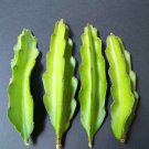 10 Cuttings Hylocereus Undatus Grafting (Booster speed cactus grafted cacti)