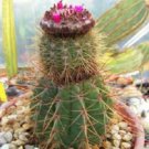 100 SEEDS Melocactus Ernestii (Exotic turk's cap semi cacti rare cactus flor seed)