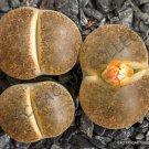 100 SEEDS RARE LITHOPS LESLIEI WARRENTON (Living stone rock cactus cacti seed)