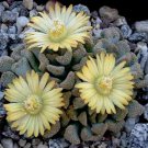 100 SEEDS Titanopsis Schwantesii (Rare living stone cacti mesembs rock ice seed)