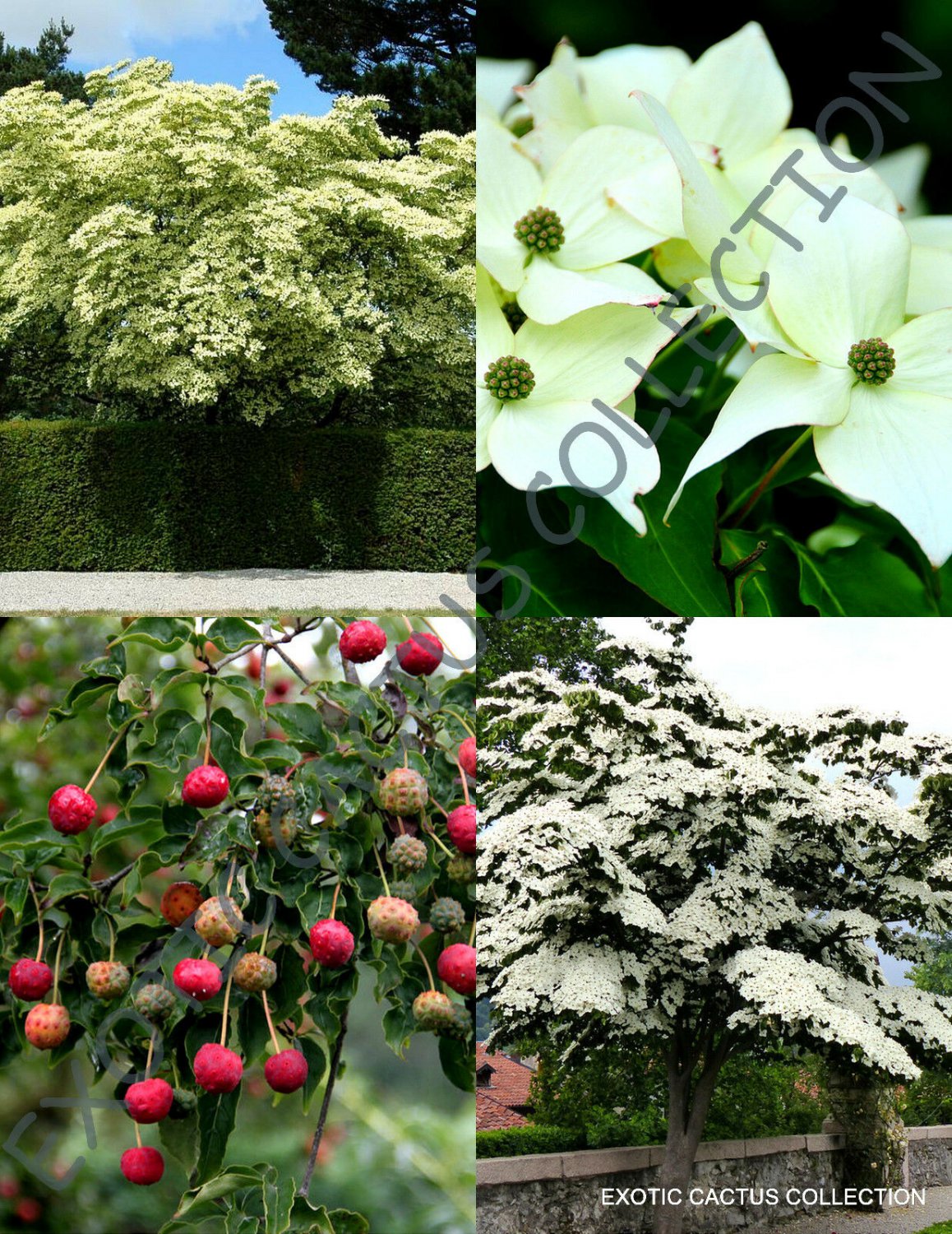 100 SEEDS RARE CORNUS KOUSA (Chinese dogwood tree white flowers red ...