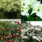 100 SEEDS RARE CORNUS KOUSA (Chinese dogwood tree white flowers red fruit seed)