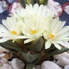 50 SEEDS Ariocarpus Trigonus (Living rock stone plant rare cactus cacti seed)