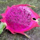 1000 Seeds Dragon Fruit Purple Flesh Pitaya (Exotic edible sweet cactus seed)