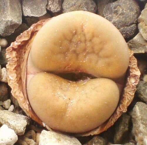 15 SEEDS Lithops Hookeri Elephina (Rare living stones exotic mesembs seed)