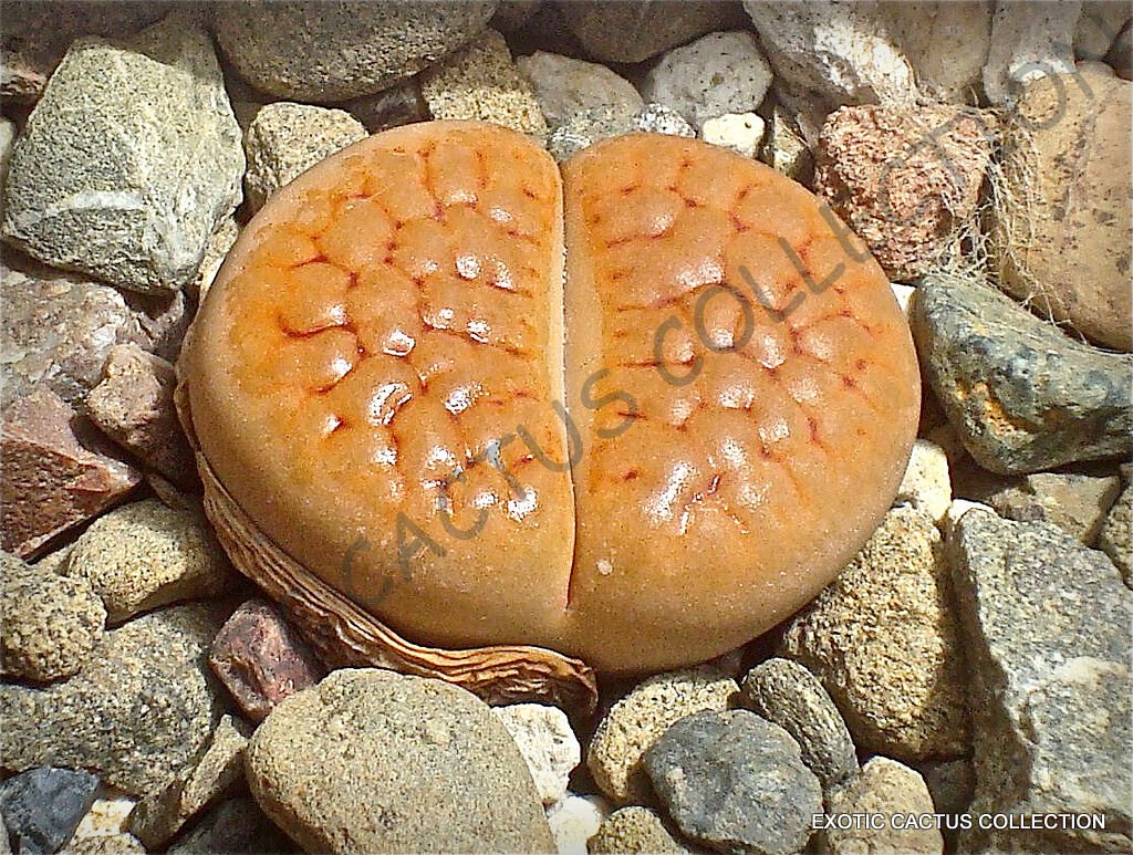 100 SEEDS RARE LITHOPS HOOKERI LUTEA (Living stone exotic mesembs live rocks seed)