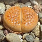 100 SEEDS RARE LITHOPS HOOKERI LUTEA (Living stone exotic mesembs live rocks seed) 100 SEEDS RARE LITHOPS HOOKERI LUTEA (Living stone exotic mesembs live rocks seed)