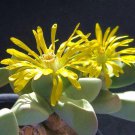 100 SEEDS Bijlia Cana (Living stones exotic rare mesembs rock cactus caudex seed)