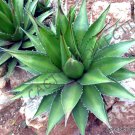 100 SEEDS RARE AGAVE HORRIDA (Exotic succulent aloe desert sun cactus seed)