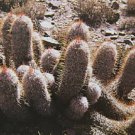100 SEEDS Oreocereus Trollii (Rare cacti trolli old man andes outdoor cactus seed)