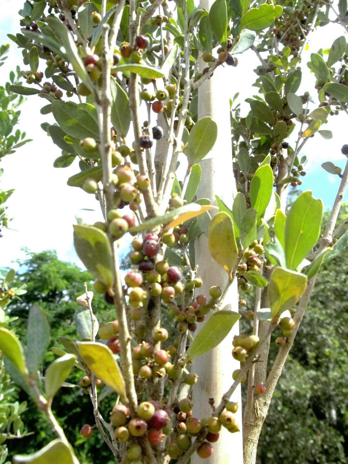 50 Seeds Red Stopper Eugenia Rhombea (Florida native wild bird tree bonsai seed)
