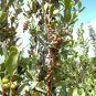 50 Seeds Red Stopper Eugenia Rhombea (Florida native wild bird tree bonsai seed)